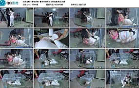 【樱束原创】魔术师的鱼缸全封逃脱挑战