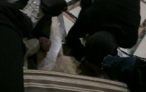 【桃幼幼】学生主户外溜双狗