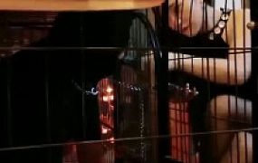 【傲雪】废物绿帽香水羞辱