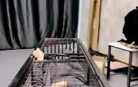 【冷凝大大】圈养囚禁虐刑奴  JS22120601