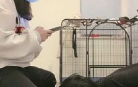 【安静大人】姐妹花共同羞辱弟弟【双视角版】