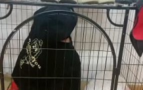 【小猫咪】生活化调圈养狗奴