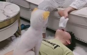 【沈阳妮可】一只被圈养的人形犬