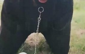 【画骨】野外舔脏鞋闻原味袜