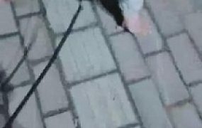 【魅影女神】饭后遛遛狗虐虐