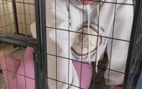 【蜜儿】狗笼里的女闺蜜