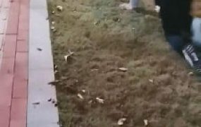 【丹祖宗】双S户外遛狗专场