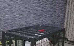 【夏夏绳缚】囚禁虐待圈养狗