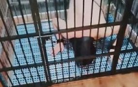 【小律】应聘私奴的贱狗