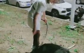 【梦蝶女王】户外遛狗专场