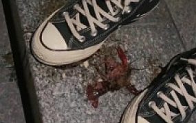 套路直播视频【万一】各种鞋子踩踏碾压小龙虾