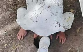 【喵主】户外虐-白鞋白袜踩虐舔/踢踹