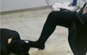 【魔鬼天使】暴力虐打惩罚放鸽子的狗