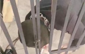 【bibi团】狗笼圈养囚禁/人体鞋架/伺候沐足