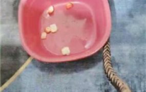 【三公主殿下】绿帽老公生活化伺候【下】