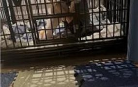 【喵酱紫】沉浸式踩脸/囚禁狗笼