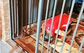 【圈养基地】多名学生放假圈养狗老师