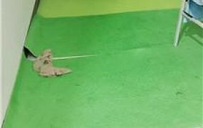 【未央宫】囚禁狗笼/丝袜塞嘴/骑马转胯