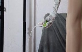 【雅伟S】白高肉丝深喉无情插入，老狗十分驯服 YC-240808-3