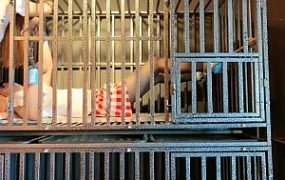 【圈养基地】狗笼囚禁犬化 JS240823-14