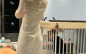 【黛樱】囚禁狗笼陪主人直播 JS240921-13