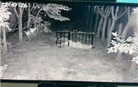 【沅芷大人】直播聊天让你看看监控里的狗 JS241027-19