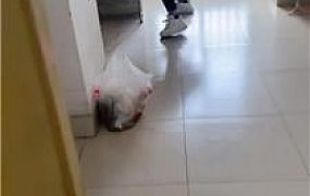 【颜主】楼梯间-长靴黑丝踩贱奴 JS250114-12