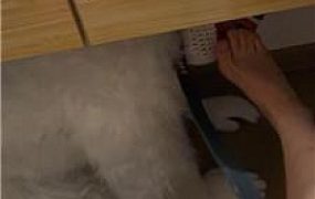 【煎妮】桌底下的人形犬 JS250408-13