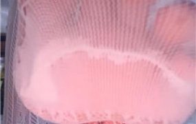 【猫王】蕾丝美臀压炸    250428-14