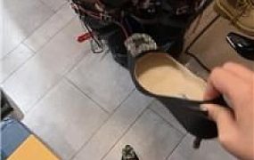 【佳禾】大型K9犬化专场 JS250530-11