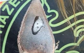 【小羊】带着你们老婆进来    250614-26