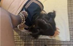 【汐言】黑丝美腿虐杀闺蜜犬【双视角版】 JS250611-18