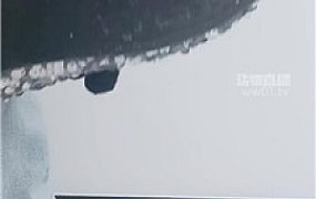 【依甜】羞辱阉割无能废物老公    251012-37