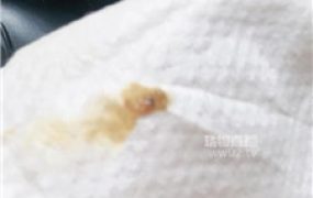 【小拽】黄金灯    251016-28