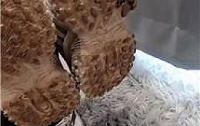 【闪闪】鞋奴白袜气味辱 JS251028-4