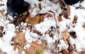 【77夫妻】冰天雪地遛人形犬 JS251116-51