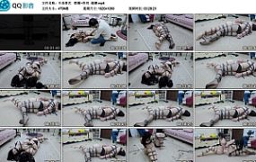 【半岛束艺】 联震~佟司 缇娜