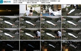 【咕咕精】茶茶户外全包野外超超超长时间放置！