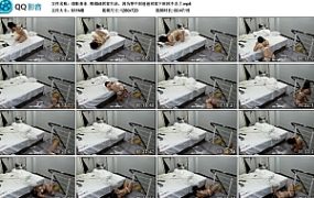 【绯影责东】绑成k9居家生活，因为等不到爸爸回家下床回不去了