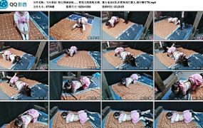 【飞天原创】悦儿努k9训练